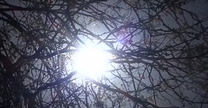 These trees found around Arizona can cool themselves down, but research reveals they're at risk