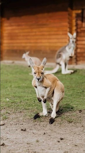 Kangaroos Masters of the Outback!