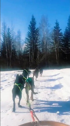 Dog sledding in Fairbanks, Alaska - pure winter magic #fairbanksalaska #dogsledding #alaskanhusky