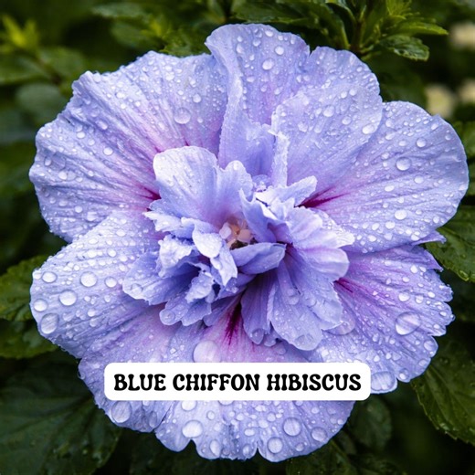 Blue Chiffon Rose of Sharon Hibiscus Shrub, Soft Blue Double Blooms, 4 Inch Pot - Etsy
