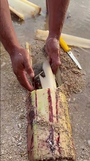 Unbelievable! Fisherman Finds LIVE EEL Inside Giant Octopus - What Octopus Really Eats!