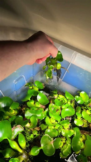 Best way to maintain and aquarium, WATER HYACINTH! Get some! #aquascape #aquarium #plants #fun