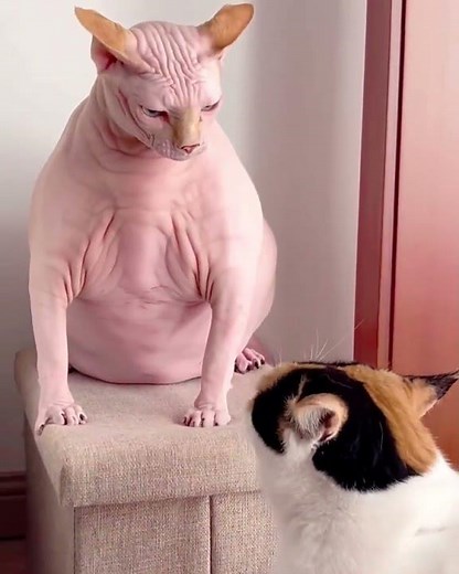 Funniest Hairless Cat Fight Moments 2026