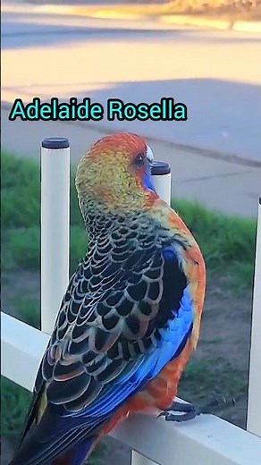 Why Rosellas are so Colourful? #shorts #rosella #birds