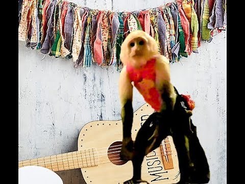 Capuchin Monkey Dance
