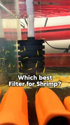 Which filter you use?🤔 tell in comments👌 #shrimphatchery #shrimpkeeping #shrimpaquarium #shrimpbreeder #weekendvibes #aquarium #aquariumlife #shrimptank #weekend #aquariumhobby #shrimpbreeding #fblifestyle | Shrimp Hatchery