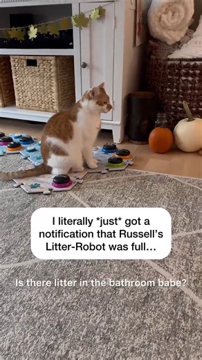 Can he hear the LED light blinking? Is this the stretchiest stretch ever? #catmanjohn #litterrobot #smartcat #russellthecat #talkingcat | The Talking Cats