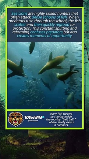 When Sea Lions Attack, the Ocean Turns Into Chaos