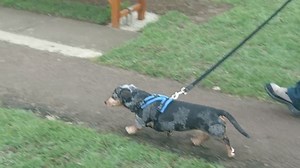 Harness for recovering dogs