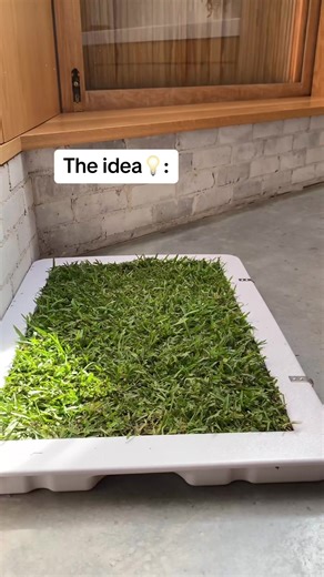 Effective Dog Toilet Training Methods for Apartment Dogs