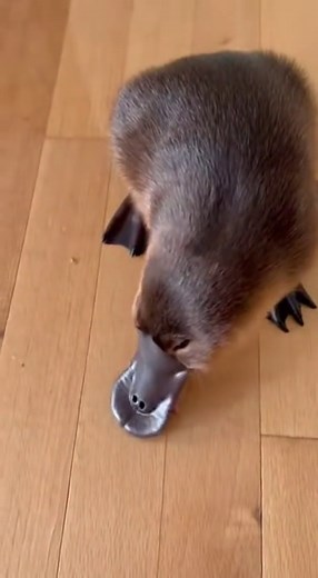 Cute Platypus: You Want One Too!