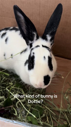 So I was originally told Dottie was a Rex bunny by her previous owner, but the more I learn about bunnies, the more I’m pretty sure she isn’t a Rex. Any idea what type of bunny she is? #bunny #rabbit #petbunny #bunnygirl