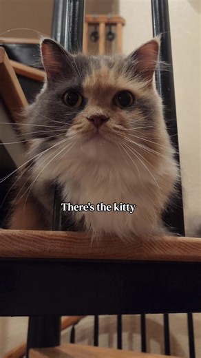 Cat talks #catconversation #fluffykitty #catdad #meowmeowmeow