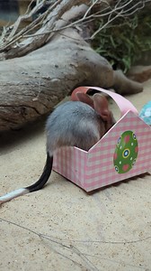 If I fits I sits 🥰 The Bilby joeys enjoyed some Easter enrichment with mealworms! Don't forget, we'll be giving out Melba's Chocolates chocolate bilbies on Good Friday and Easter Sunday (while stocks last!) | Adelaide Zoo