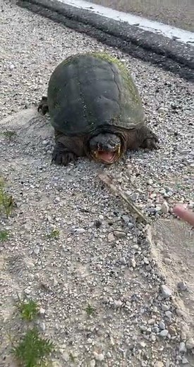 Snapping Turtle Bites Stick