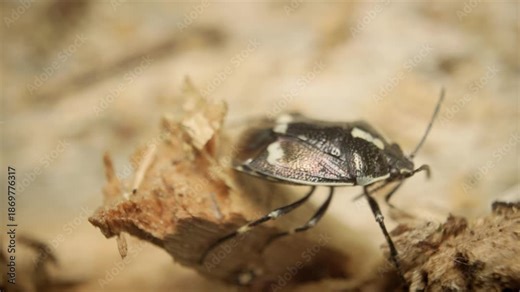 Close-up of a crucifer shield bug (Eurydema oleracea), also known as the cabbage bug or rape bug
