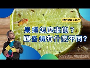 #果蠅 怎麼來的？跟 #蚤蠅 不一樣嗎？如何消滅？教你解決蟲蟲危機！