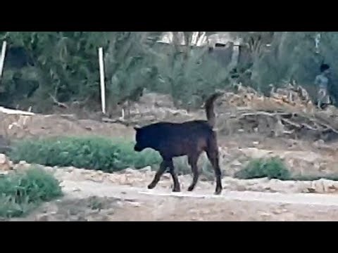Dogs become aggressive during mating season.