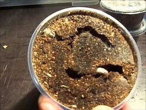 Goliathus goliatus - Pflege der Larven - Teil 1