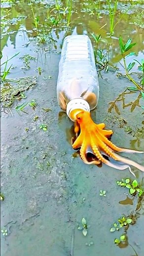 Technique for catching octopus with a bottle #camping #survival #outdoors #SurvivalBogura #skills