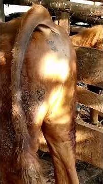 Cow Pooping video #happynewyear2025 #pooping #poop #cow #animals #horsepooping #farming #pooptroop