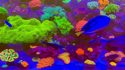 Dave Poole on Instagram: "A little bit of colour to brighten up the day 🌈 —————————————————— 🏴󠁧󠁢󠁷󠁬󠁳󠁿 🇬🇧 UK Reefer Working @theaquariumsolution 🇬🇧 🏴󠁧󠁢󠁷󠁬󠁳󠁿 —————————————————— Tank : Custom 6ftx3ftx2.5ft @aquariums4life —————————————————— Tank Management : D-D KH Manager @theaquariumsolution —————————————————— 📸 iPhone 16 Pro with D-D Coral Lens Xl @theaquariumsolution —————————————————— Dosing : Reef Zlements H2P Method @reef_zlements —————————————————— D-D H2Ocean P4 Pro Doser