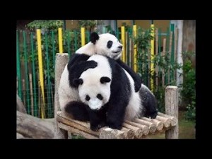 Panda 24/7 HD Live At Chengdu Panda Base