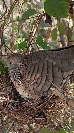 A Stunning Wildlife Documentary You Have to See (Amazing Bird Behavior)