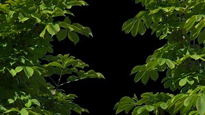 Alpha channel plant tree with a transparent background for overlaying other images during installation