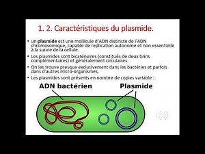 Genetique ACIDE NUCLEIQUE : organisation du génome humain