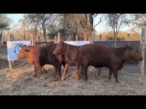 CORRAL 50 6471 6498 6435 6449 6462