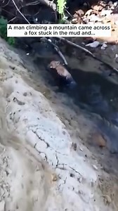 A man climbing a mountain came across a fox stuck in the mud #rescue #animals #rescueanimals #crow #fox | Animal rescue station