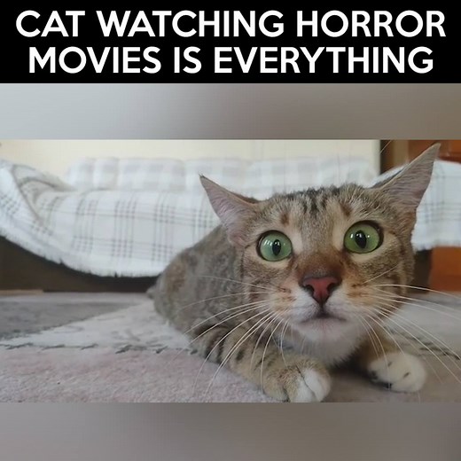 Cat watching horror movies is everything Credit: www.instagram.com/happycatfamily/ & Happy Cat Family | LOLKidz