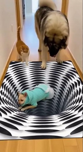 Testing the 3D Vortex Rug on My Pets #Husky #Chihuahua #3Dillusions #FunnyDogs #DogReaction #Shorts
