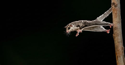 Watch what happens when a colugo glides over 100 meters without wings