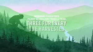 52 MM trees a year are planted in Washington’s Working Forests—3 for every 1 harvested. | Washington's Working Forests