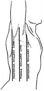 Axillary lines - Alchetron, The Free Social Encyclopedia