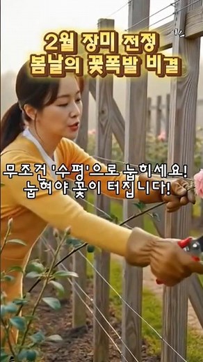 장미 초보 필독! 덤불장미 vs 덩굴장미 전정법, 이 영상 하나로 끝내세요.#장미전정#2월전정#장미가지치기