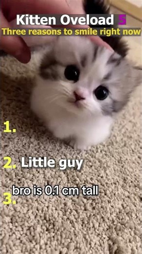 How this kittens is so cute? #shorts