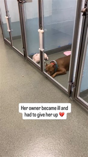 Humane Society of Broward County | She’s heartbroken 💔 4-year-old Bella Boo was brought to our shelter because her owner sadly became ill and could no longer care for her 😔... | Instagram
