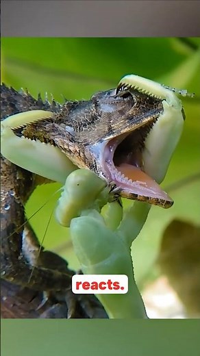 When the Hunter Becomes the Prey | Praying Mantis #wildlife #animals #nature