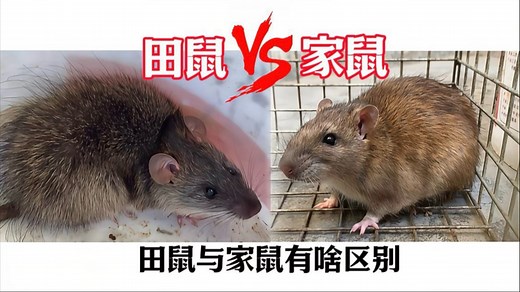 田鼠与家鼠又啥区别？小伙一招快速教大家识别