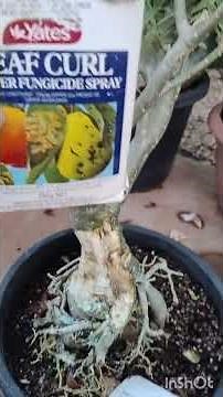 🌵 Saving a Desert Rose from Rot – Root Surgery & Antifungal Treatment! 🛑🦠