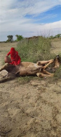 جلس الجمل قرب الشجرة وعلقت جرّة خلفه، والفتاة تحاول إخراجها.