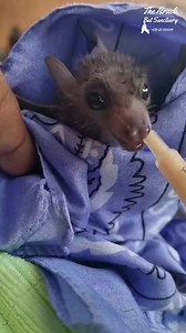 31K views · 3.1K reactions | Rescued baby bat nursing (we use a syringe to keep track of the baby's feeding) #bat #babybat #rescue #animals #wildlife #fostercare #skypuppy #stellaluna #animalsanctuary #cute #feeding #babyformula #yummy #foodie #nursing #batsofinstagram | The Israeli Bat Sanctuary | Facebook