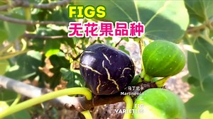 马丁尼卡 Martinenca无花果