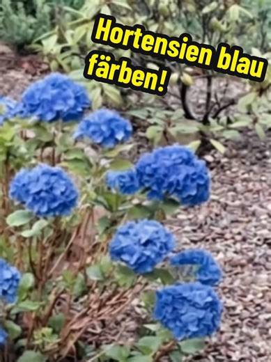 Hortensien blau färben: So werden Hortensien wieder blau