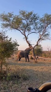 A giant elephant pulled down a tree 🌴 #wildlife #animals | Global trends