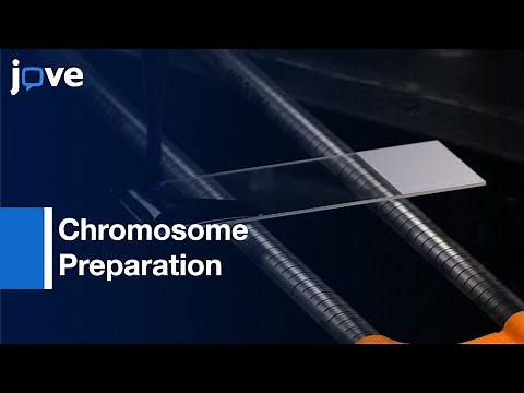Chromosome Preparation