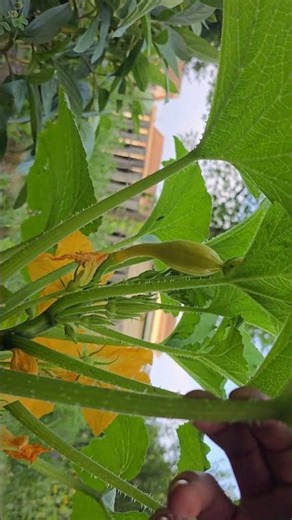 The Squash Beetles Are Back — This Is Not Over 🌿⚔️